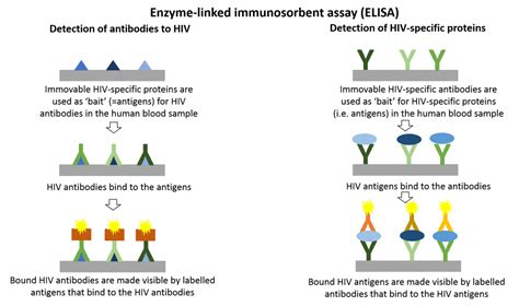 elisa test used for hiv|hiv elisa positive western blot negative.